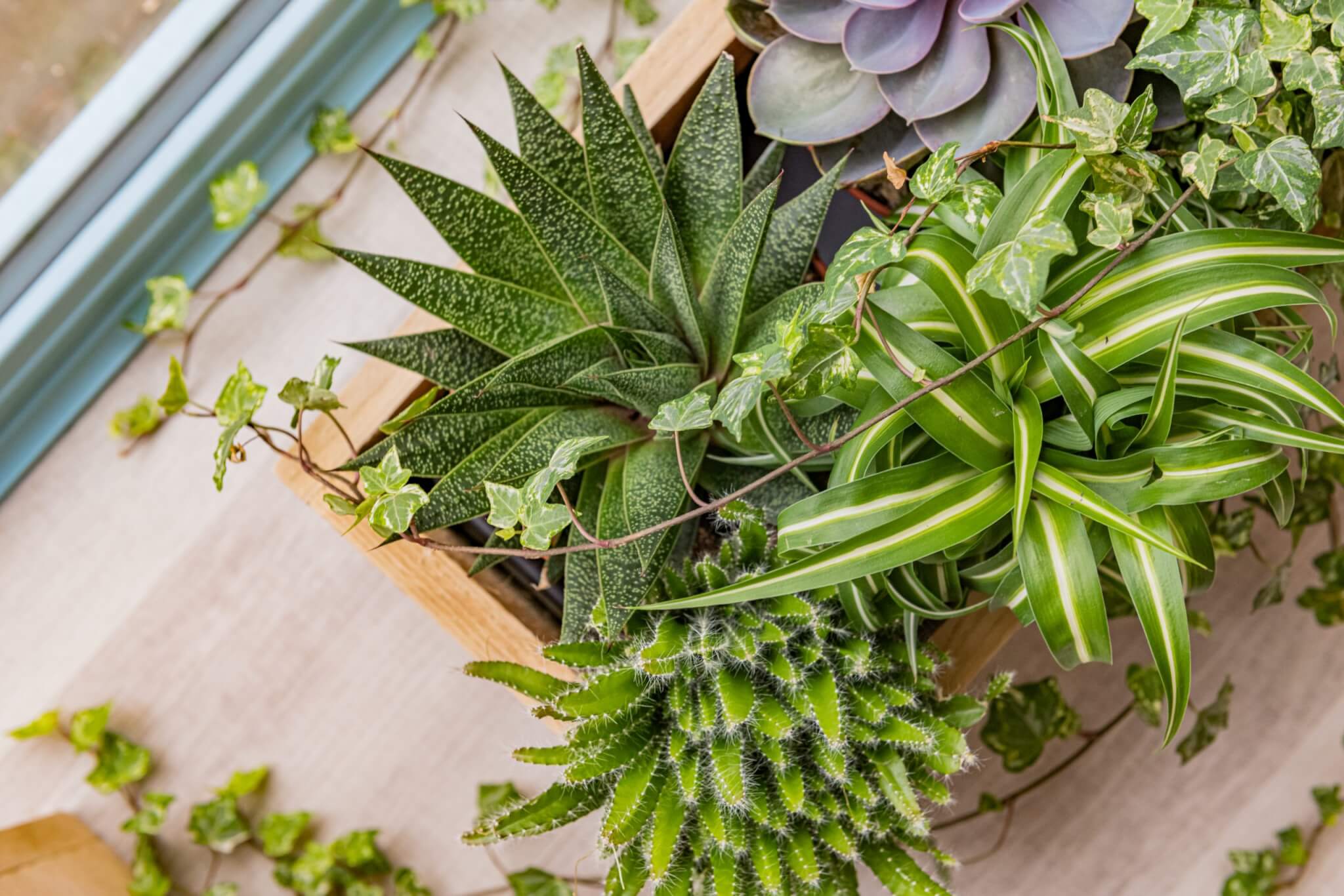 Close up of plants