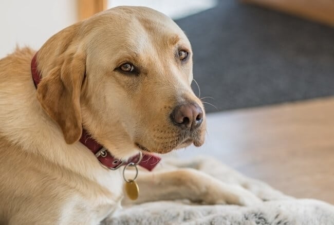 Golden Labrador Pet Funerals